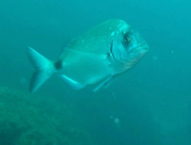 Peces al encuentro de los buceadores